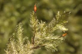 Attēlu rezultāti vaicājumam “Neckera crispa”