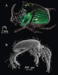 Attēlu rezultāti vaicājumam “Lycogala convexum sessile”