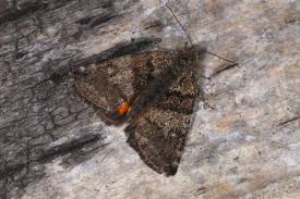 Attēlu rezultāti vaicājumam “Boudinotiana notha”