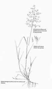 Attēlu rezultāti vaicājumam “Agrostis capillaris”