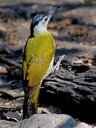 Attēlu rezultāti vaicājumam “Picus canus female”