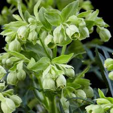 Image result for Nieswurz