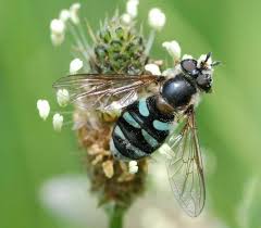 Attēlu rezultāti vaicājumam “Didea alneti”