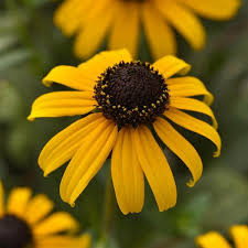 Image result for Rudbeckia