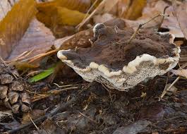 Attēlu rezultāti vaicājumam “Onnia triquetra”