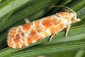 Attēlu rezultāti vaicājumam “Rhyacionia pinicolana”