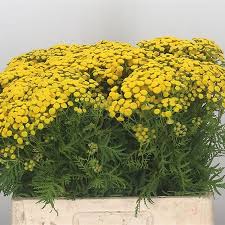 Attēlu rezultāti vaicājumam “Tanacetum vulgare”