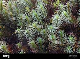 Attēlu rezultāti vaicājumam “Polytrichum juniperinum”