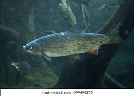 Image result for Chondrostoma nasus