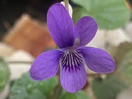 Attēlu rezultāti vaicājumam “Viola riviniana flower”