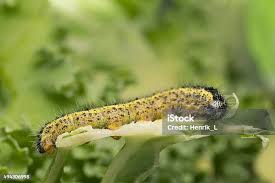 Attēlu rezultāti vaicājumam “Pieris brassicae larva”