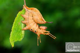 Attēlu rezultāti vaicājumam “Stauropus fagi”