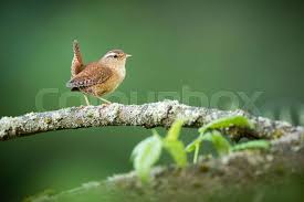 Attēlu rezultāti vaicājumam “Troglodytes troglodytes adult”