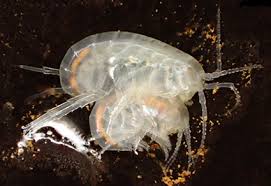 Attēlu rezultāti vaicājumam “Amphipoda”