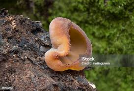 Attēlu rezultāti vaicājumam “Peziza badia”