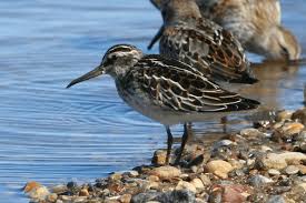 Attēlu rezultāti vaicājumam “Calidris falcinellus adult”