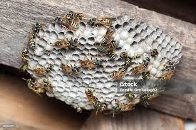 Attēlu rezultāti vaicājumam “Polistes nimpha”