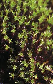 Attēlu rezultāti vaicājumam “Bryoerythrophyllum recurvirostrum”