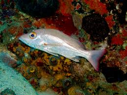 Image result for Lutjanus mahogoni