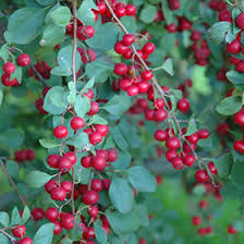 Attēlu rezultāti vaicājumam “Cotoneaster multiflorus”