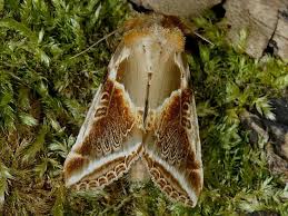 Attēlu rezultāti vaicājumam “Habrosyne pyritoides”