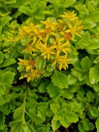 Attēlu rezultāti vaicājumam “Sedum aizoon fruit”