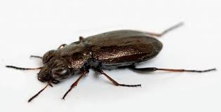 Attēlu rezultāti vaicājumam “Notiophilus germinyi”