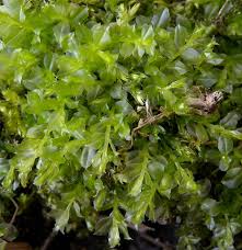 Attēlu rezultāti vaicājumam “Plagiomnium cuspidatum sporophyte”