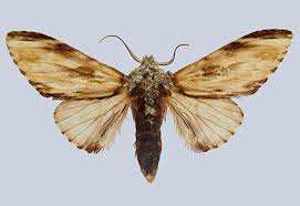 Attēlu rezultāti vaicājumam “Notodontidae”