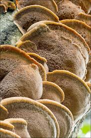 Attēlu rezultāti vaicājumam “Inonotus radiatus”