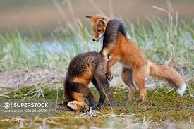 Attēlu rezultāti vaicājumam “Vulpes vulpes  juvenile”