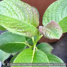 Attēlu rezultāti vaicājumam “Salix x doniana”