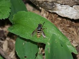 Attēlu rezultāti vaicājumam “Temnostoma vespiforme”