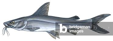 Image result for Ariopsis felis