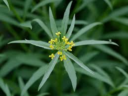 Attēlu rezultāti vaicājumam “Erysimum cheiranthoides fruit”