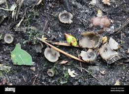 Attēlu rezultāti vaicājumam “Geopora arenicola”