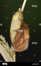 Attēlu rezultāti vaicājumam “Euthrix potatoria cocoon”