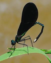 Attēlu rezultāti vaicājumam “Calopterygidae”