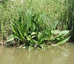 Attēlu rezultāti vaicājumam “Rumex hydrolapathum fruit”