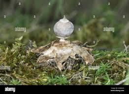 Attēlu rezultāti vaicājumam “Geastrum minimum”