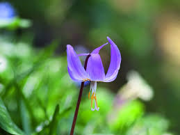 Attēlu rezultāti vaicājumam “Erythronium sibiricum flower”