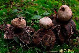 Attēlu rezultāti vaicājumam “Geastrum rufescens”