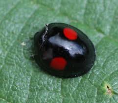 Attēlu rezultāti vaicājumam “Chilocorus renipustulatus”