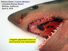 Image result for Lamna ditropis
