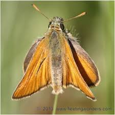 Attēlu rezultāti vaicājumam “Thymelicus sylvestris underside”