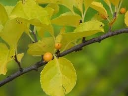 Attēlu rezultāti vaicājumam “Celastrus flagellaris”