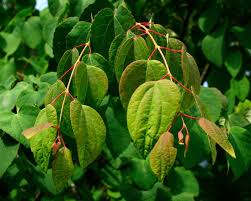 Attēlu rezultāti vaicājumam “Cercidiphyllum japonicum leaf”