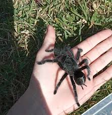 Znalezione obrazy dla zapytania Grammostola grossa