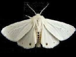Attēlu rezultāti vaicājumam “Spilosoma sp.”