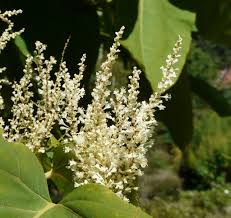 Attēlu rezultāti vaicājumam “Reynoutria sachalinensis”